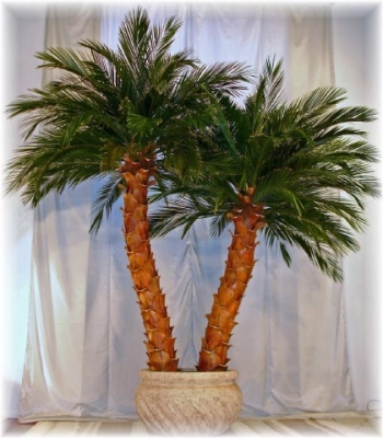 image of a preserved pheonix date palm tree
